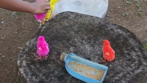 Color Chicks (9) Video stock 296531400