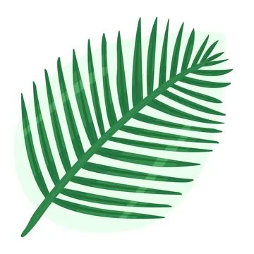 Color coconut palm leaf Stock Illustration