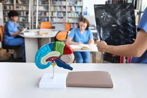 Color-coded brain hemisphere model on a desk while a medical student holds a  Stock Photos