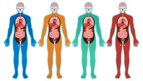 Color Coded Human Body Anatomy Vector Illustration Illustrazione stock
