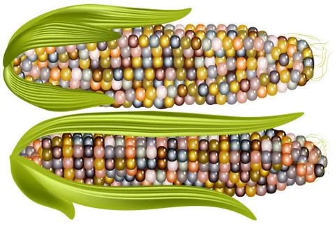 Color corn Stock Illustration