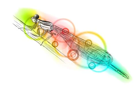 Color damselfly 스톡 일러스트