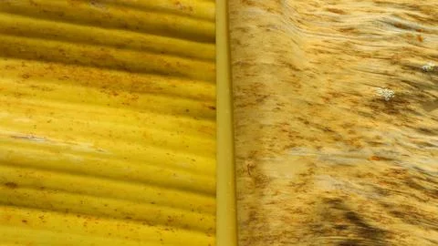 The color difference between yellow and dry banana leaves. Close up photo o.. Stock Photos