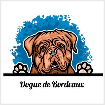 Color dog head, Dogue de Bordeaux breed on white background Stock Illustration