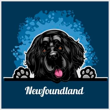 Color dog head, Newfoundland breed on blue background Stock Illustration