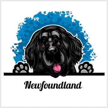 Color dog head, Newfoundland breed on white background Stock Illustration