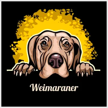 Color dog head, Weimaraner breed on black background Stock Illustration