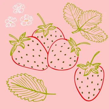 Color drawing of strawberries. Vector leaves and flowers of strawberries. Ilustración de archivo