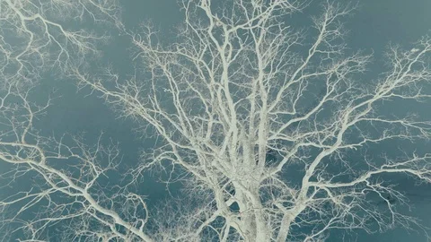 Color Edit Old Tree without leaves blue sky epic shoot 스톡 동영상 87854441