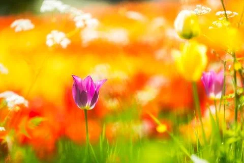 Color explosion Stock-Fotos