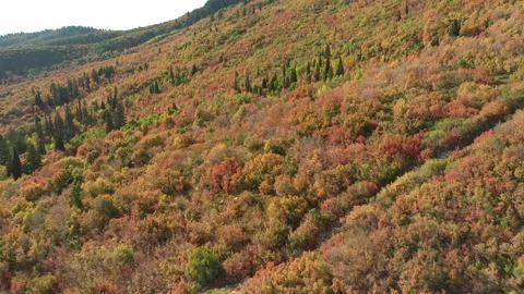 Color fall mountain 動画素材 296795267