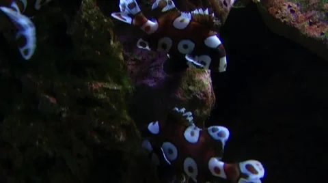 Color fishes Stock Footage 1075196