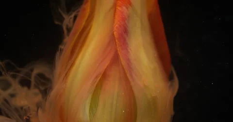 Color flower explosion mix paint fluid plant tulip Stock Footage 333800710