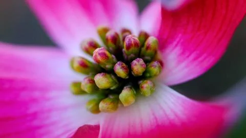 A color flower in springtime Stock Photos