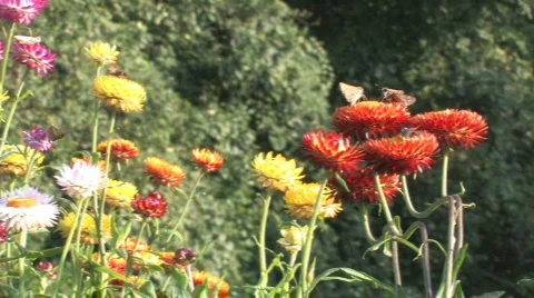 Color Flowers Stock Footage 271243