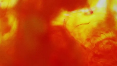 Color fluid movement Stock-Footage 142704099