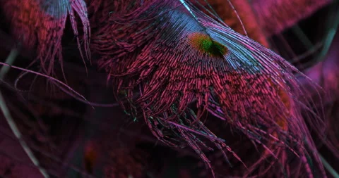Color. Video stock 277439408