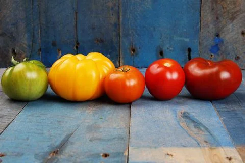 Color gradient of tomatoes Stock Photos