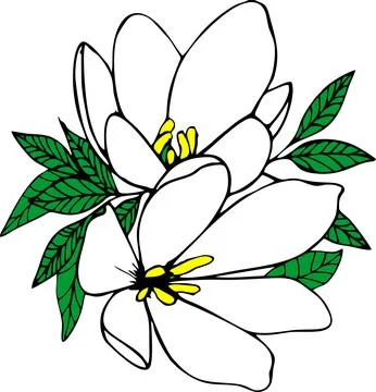 Color graphic drawing of two large white flowers with a black outline Stock-Illustration