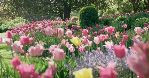 Color hedge of pink and yellow tulips on sunny afternoon Stock Footage