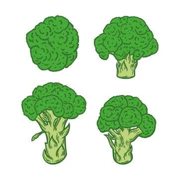 Color image of broccoli on a white background Stock Illustration