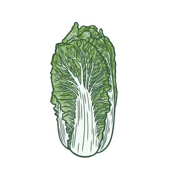 Color image of Chinese cabbage Stock Illustration