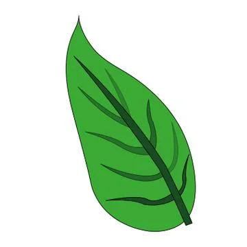 Color image green leaf with ramifications Stock Illustration