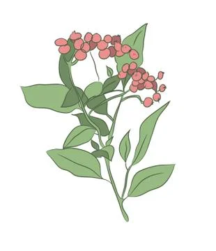 Color image of a plant, vector Stock Illustration
