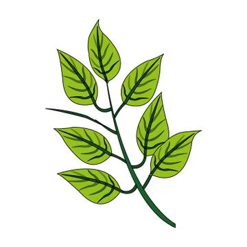 Color image realistic branch with ramifications and leaves Stock Illustration