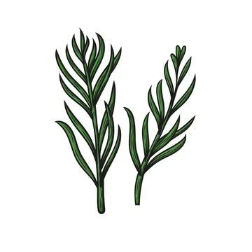 Color image of tarragon branches Stock Illustration