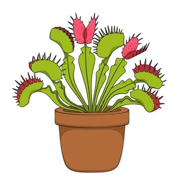 Color image of venus flytrap. Isolated vector object. Stock Illustration