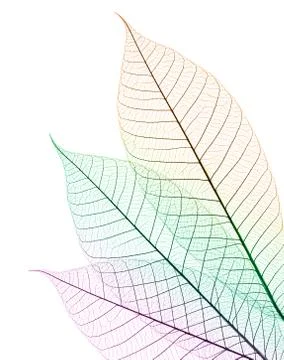 Color leaf Stock Photos