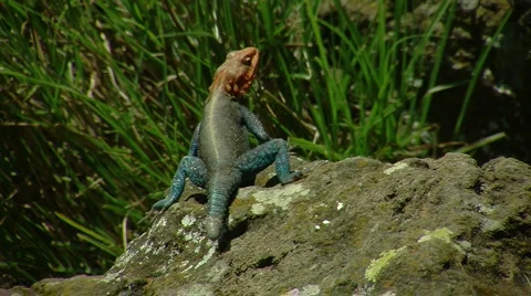 Color lizard Stockbeeldmateriaal 960344