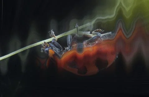 Color manipulation image. 库存插图
