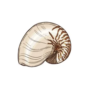 Color moon snail isolated seashell Atlantic Natica Stock Illustration