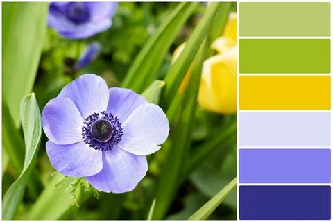 Color palette and beautiful blue anemone flower growing outdoors. Collage Stock Photos