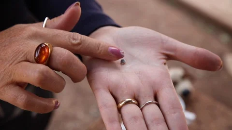 Color by parasite Video stock 127680783