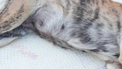 Color patterned dog lying on tile floor. 스톡 동영상 95681745