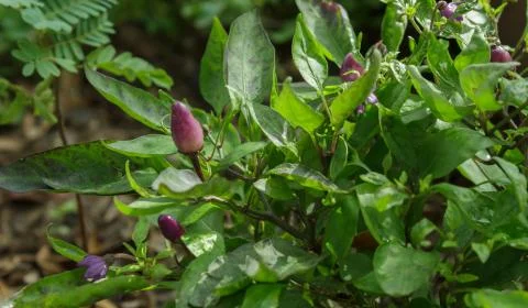 Color pepper Stock Photos