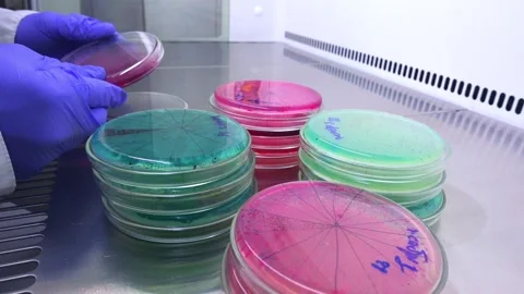 Color Petry Dishes Stock Footage 106969271