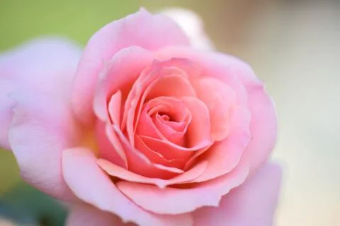 The Color Pink - Rose Stock Photos
