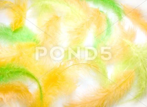 Color plumelets Stock Photos