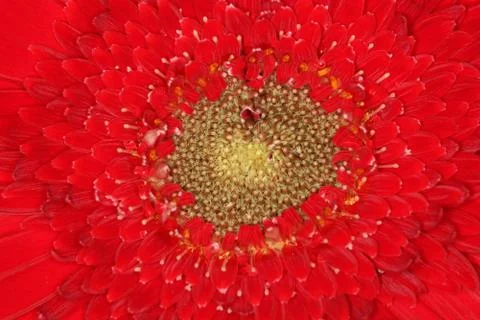 Color of red Stock Photos