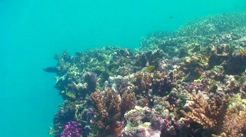 Color reef Stock Footage 330908