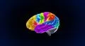 color sections crystal brain still render Illustration