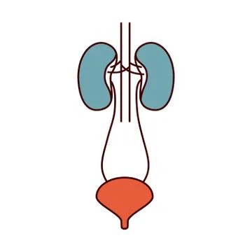 Color sections simple contour renal system with urethra Stock Illustration
