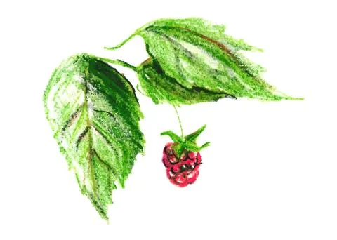 Color sketch raspberry Stock Illustration