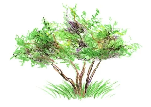 Color sketch tree Stock Illustration
