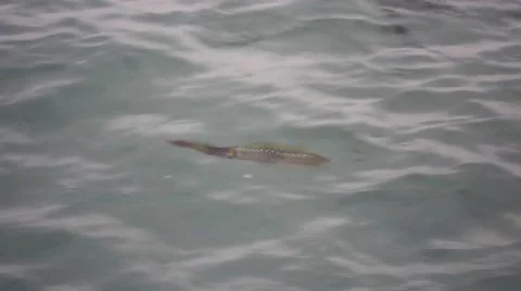 The color squid or cuttlefish? Stock Footage 55375232