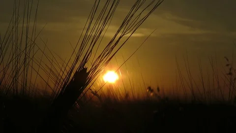 Color of the sunset Stock Footage 111504481